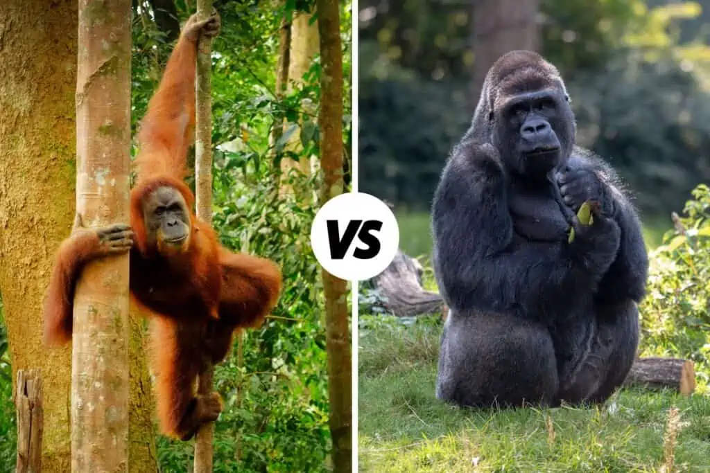 orangutan vs gorilla