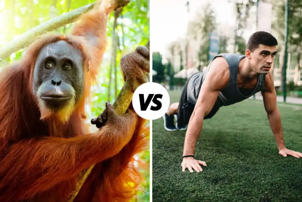 orangutan vs man