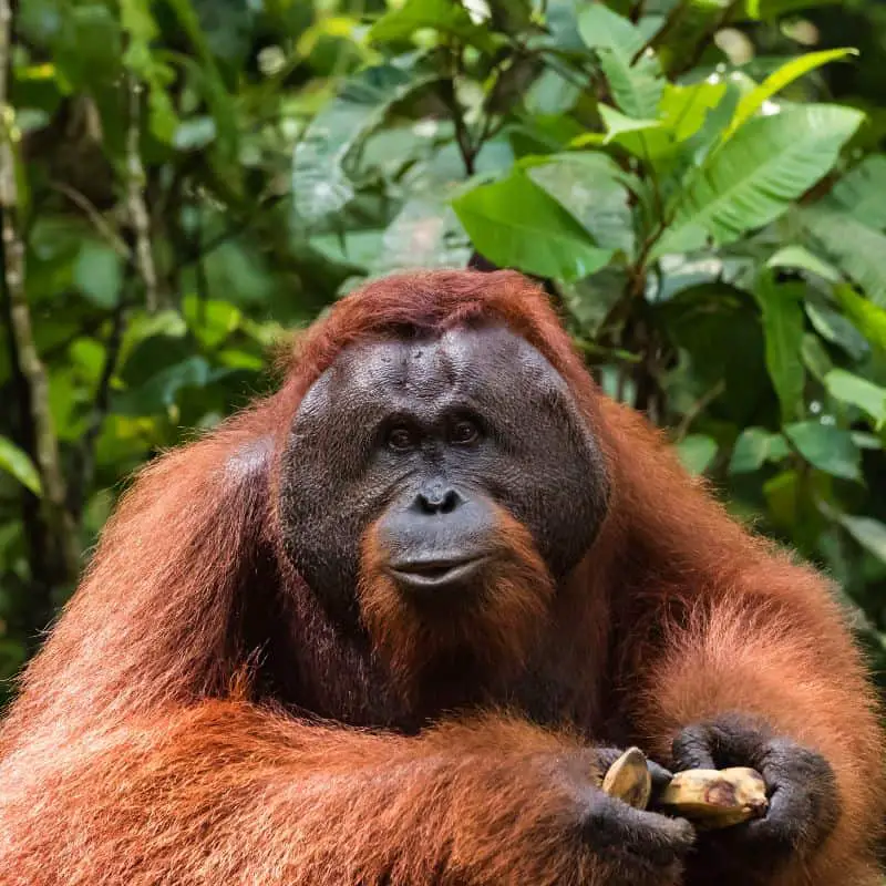 orangutan with bananas in hands