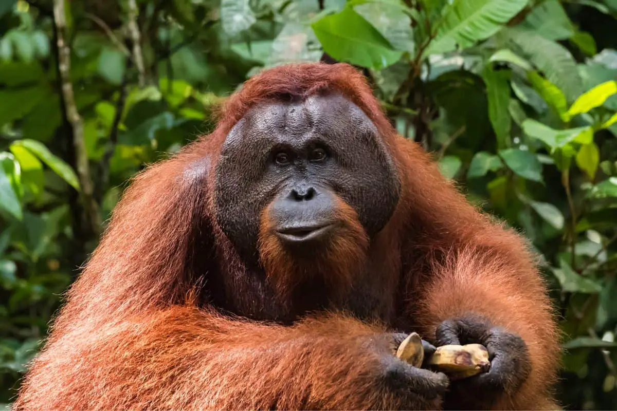 orangutan with bananas