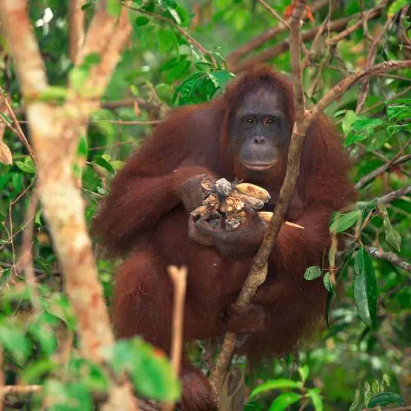orangutan with food in the trees