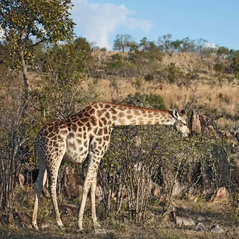 pregnant giraffe eating leaves from a tree