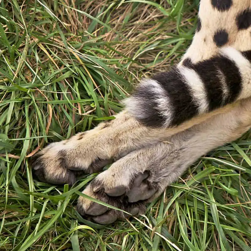 rear cheetah claws and tail