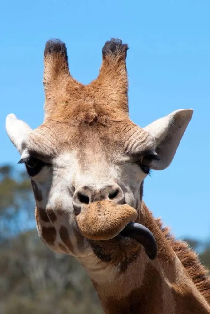 rothschild giraffe with tongue out