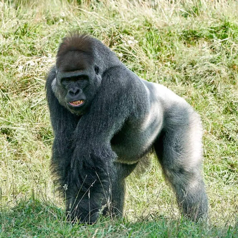 silverback gorilla looking to charge