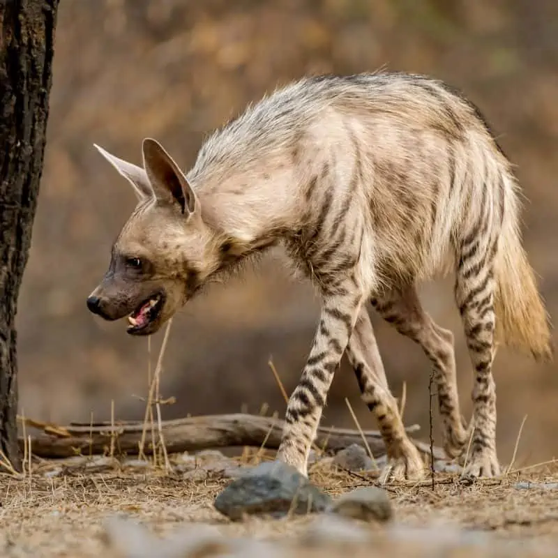 striped hyena walking