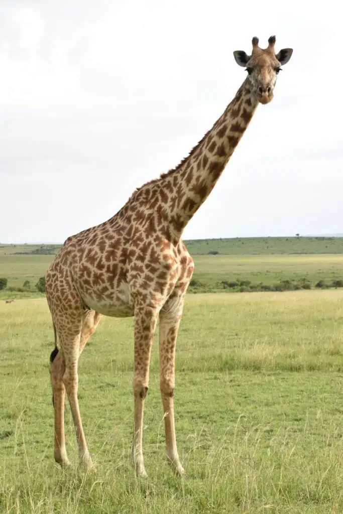 tall giraffe standing in a field