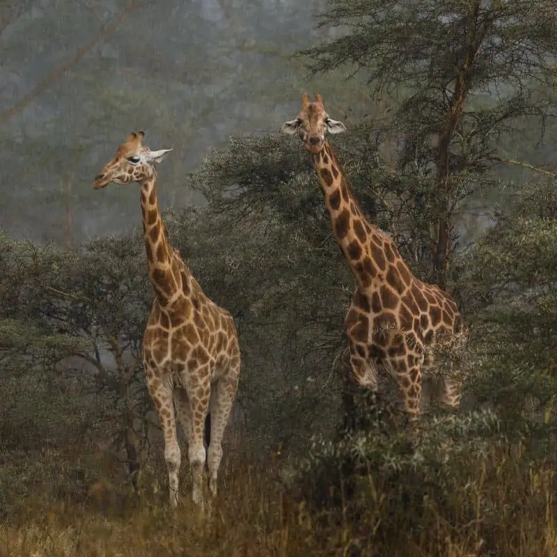 two Rothschilds giraffes standing in the rain surrounded by acacia trees