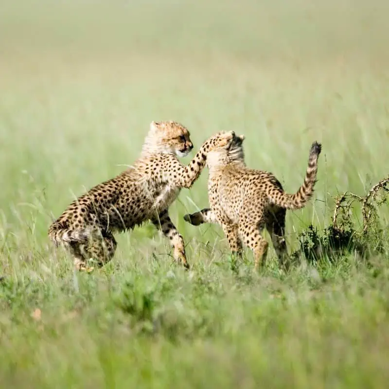two cheetah cubs playing