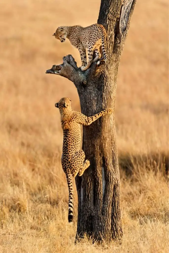 two cheetahs climbing a tree