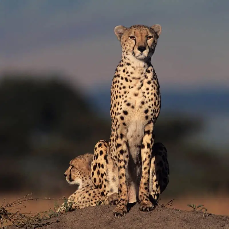 two cheetahs sitting on a hill
