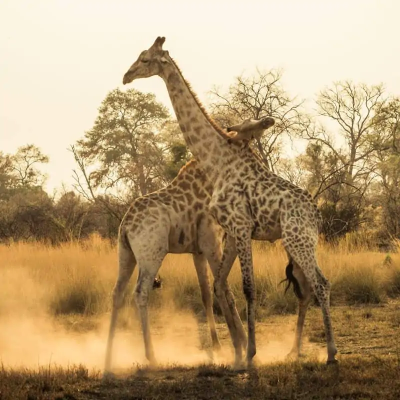 two giraffes fighting with their necks
