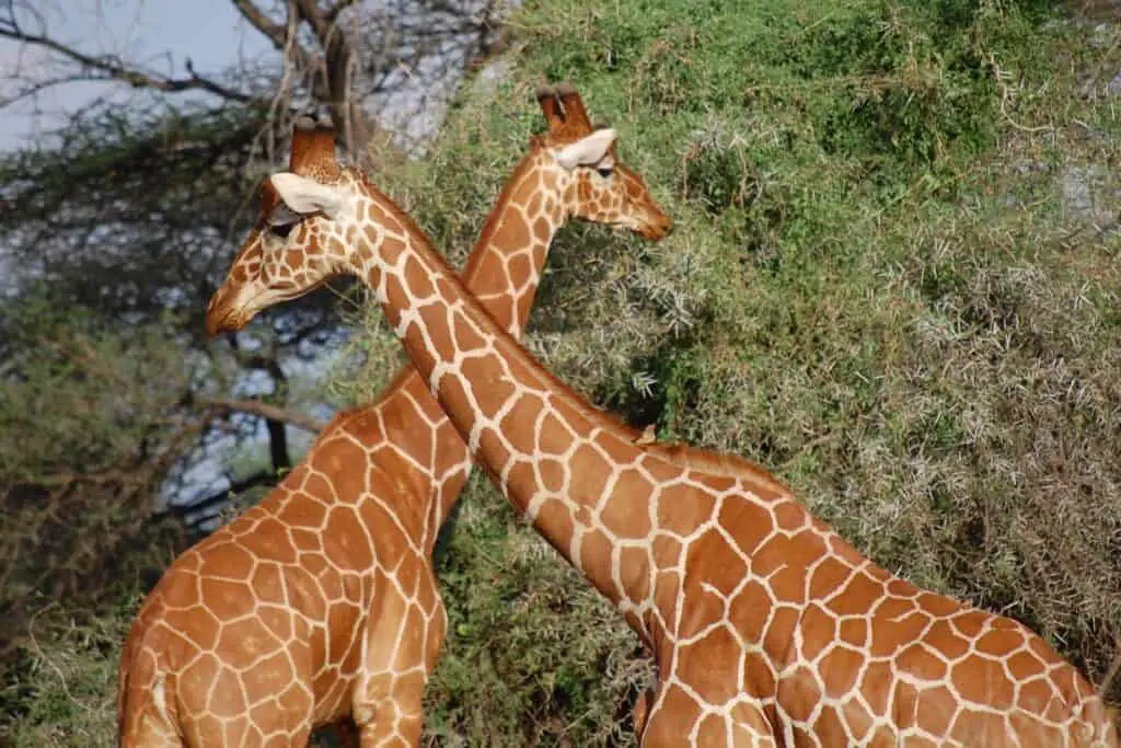 two giraffes in kenya with crossed necks