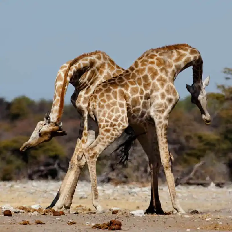 two giraffes necking in etosha national park in namibia