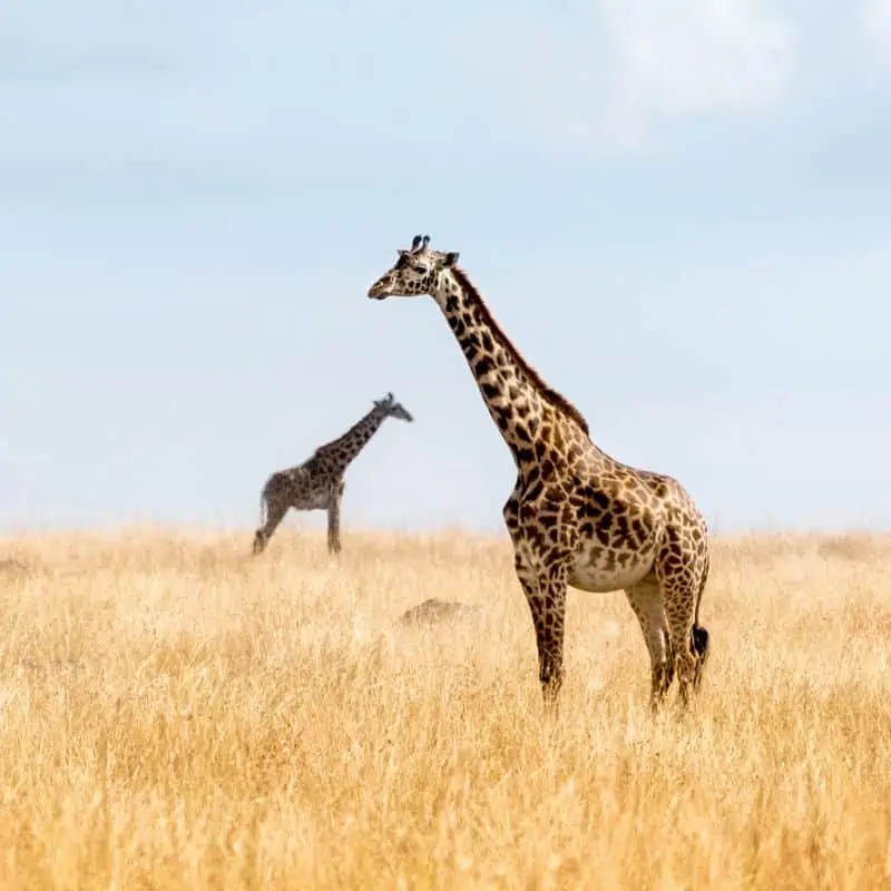 two masai giraffes in Kenya