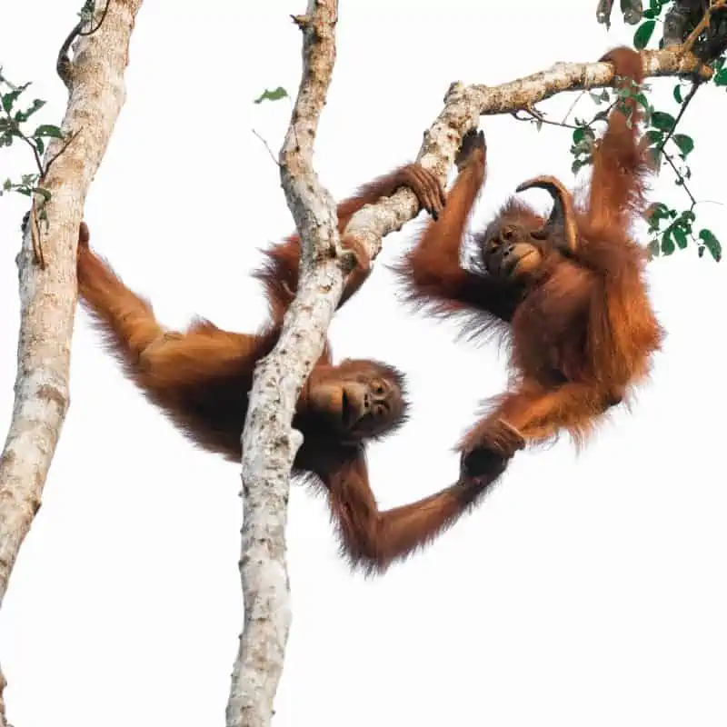 two orangutans playing in the trees