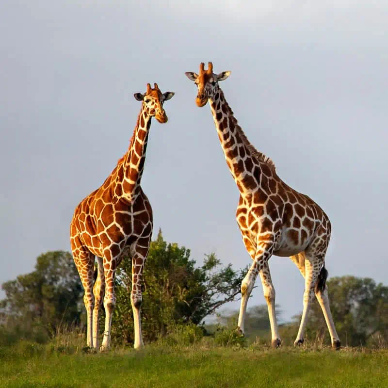 two reticulated giraffe