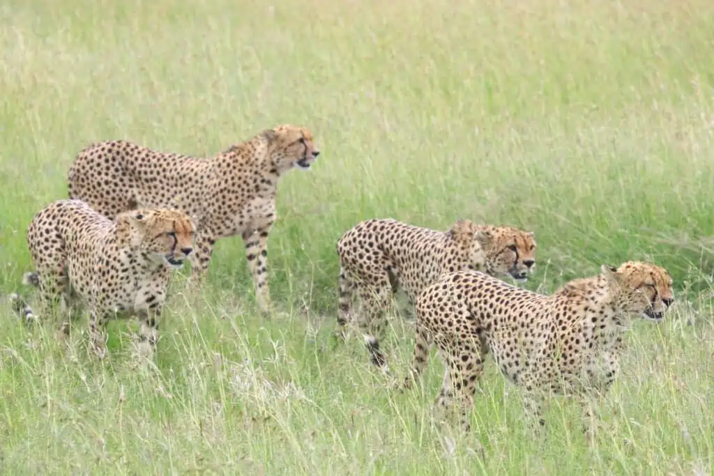 what is a group of cheetah called