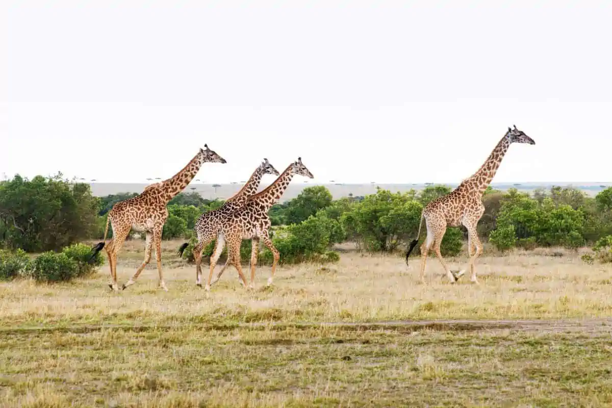 What Is a Group of Giraffes Called?