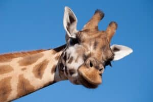 What Sound Does a Giraffe Make? You'll Be Surprised!