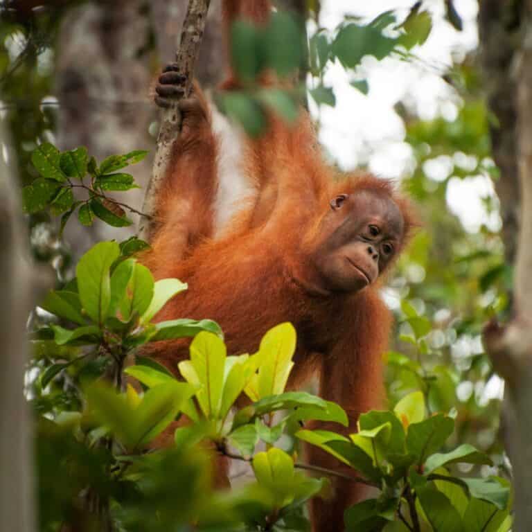 10 Adorable Baby Orangutan Facts That Will Surprise You