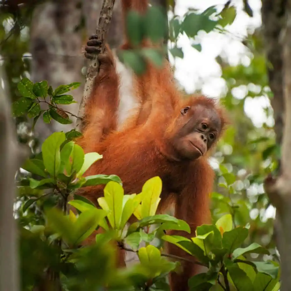 young bornean orangutan