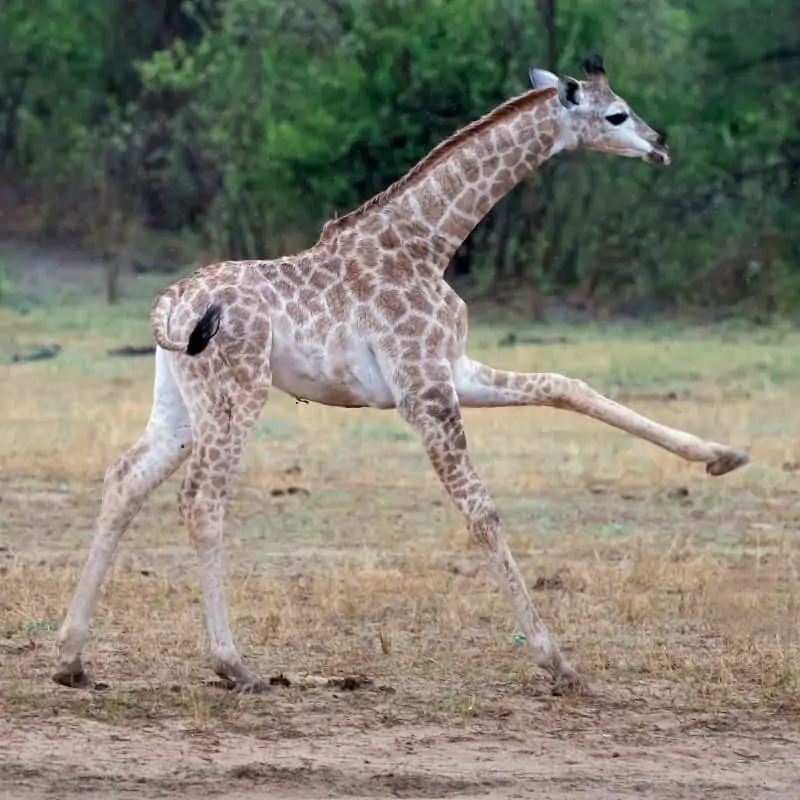 young giraffe kicking
