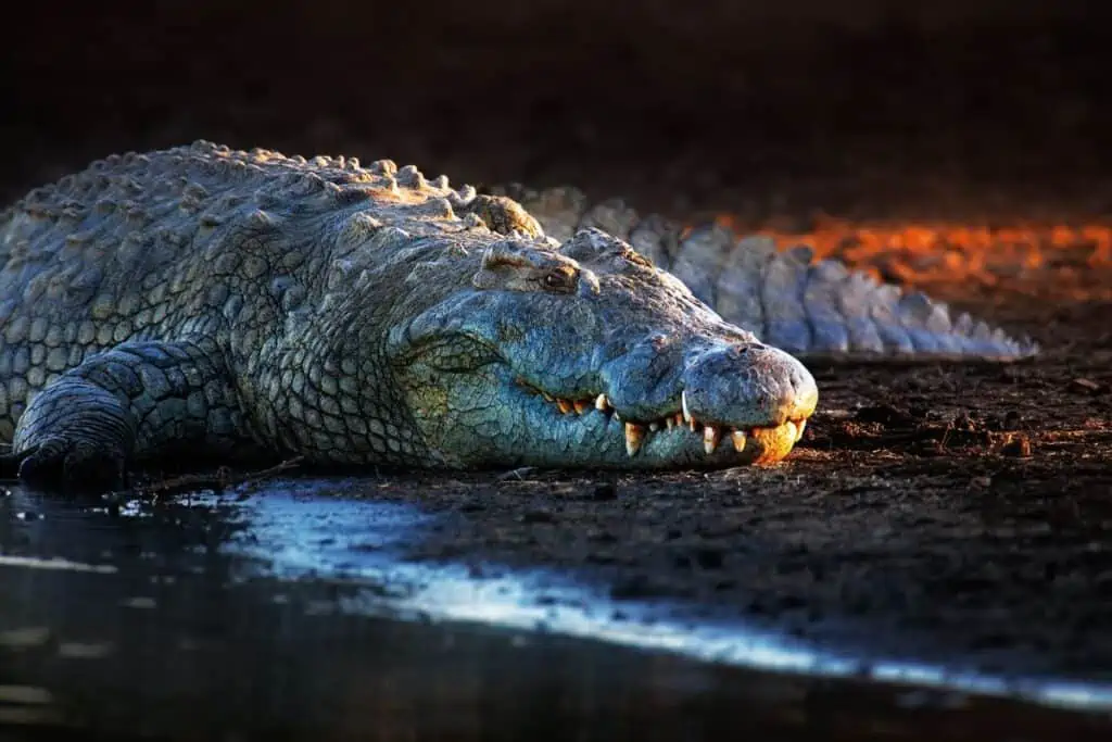 A large reptile known as a crocodile