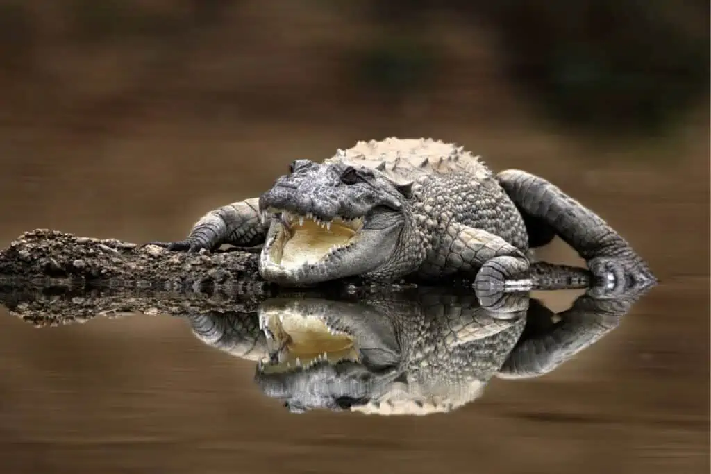 A vulnerable mugger crocodile