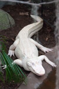 15 Albino Crocodile And Albino Alligator Facts - Leo Zoo