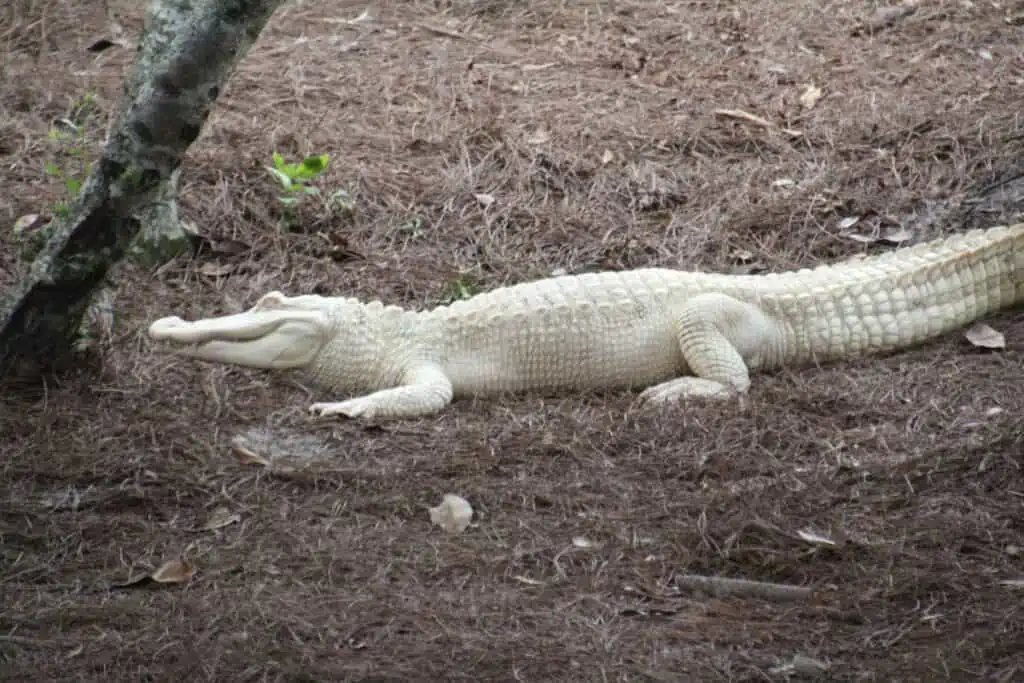 Albino Alligator on land in Captivity