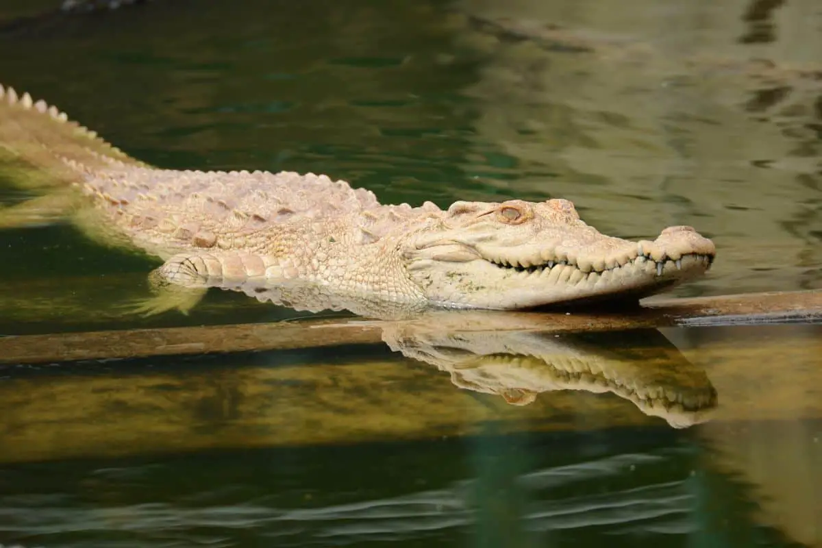 15 Albino Crocodile And Albino Alligator Facts