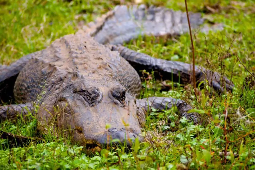Alligator lying in marshland with eyes closed