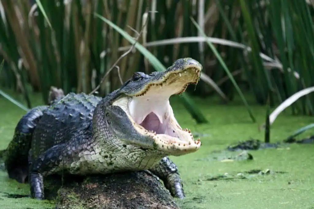 American alligator in a swamp