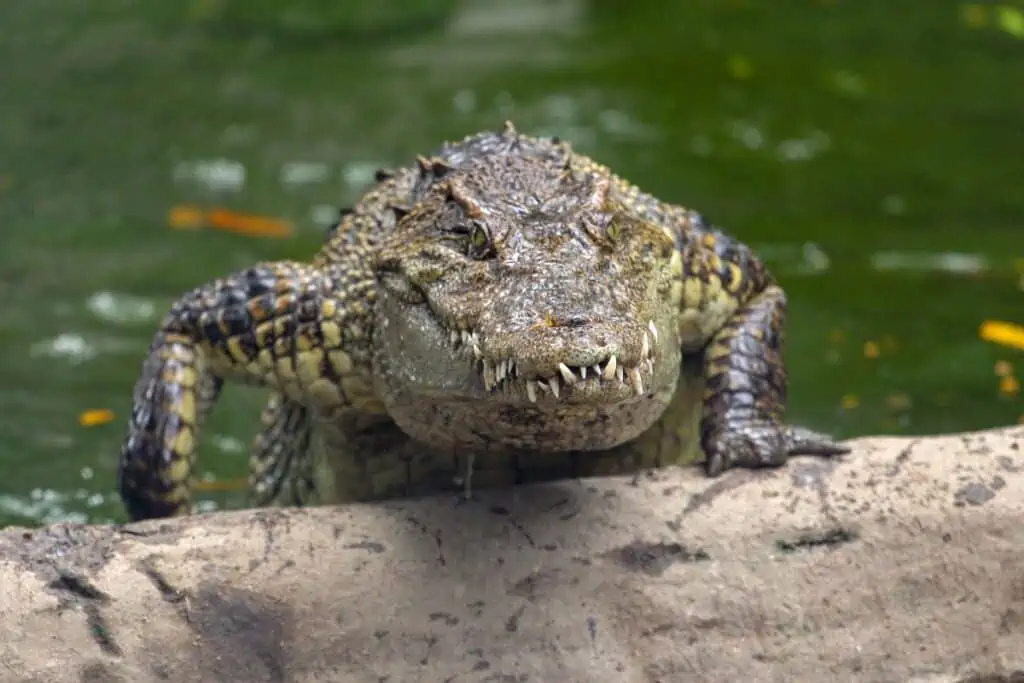 Are crocodiles aggressive