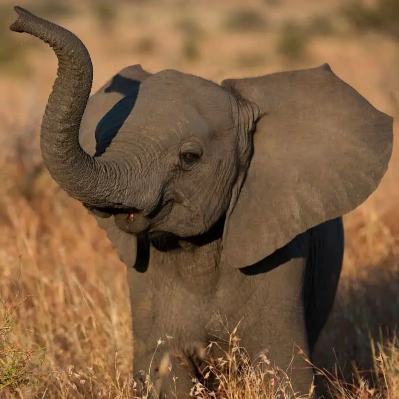 Baby elephant in Kruger national park