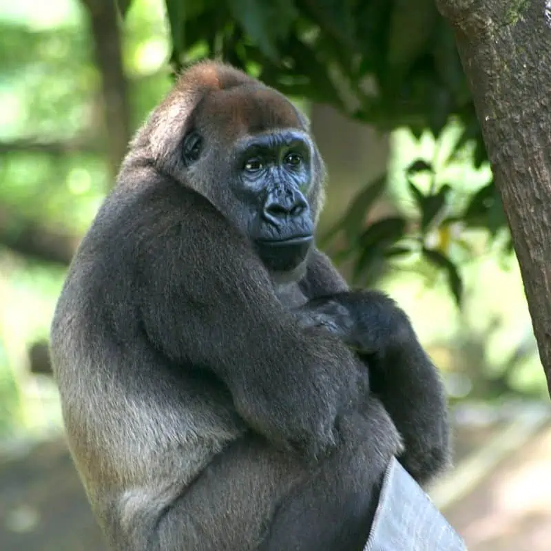 Cross river gorilla - Gorilla gorilla diehli