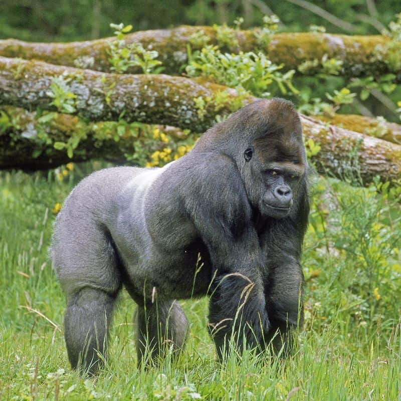 Eastern Lowland Gorilla male silverback