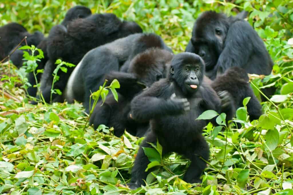 Gorilla beating its chest