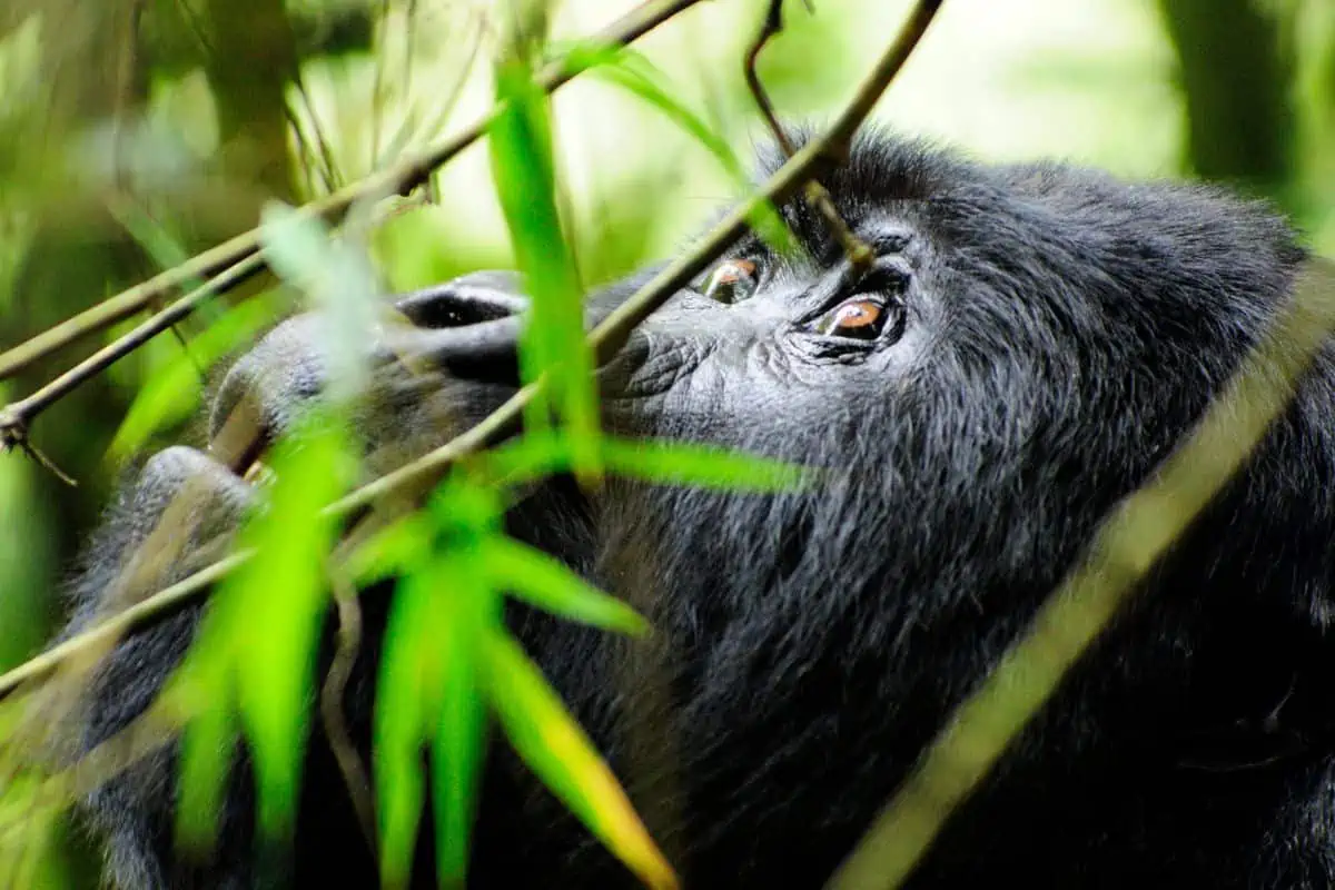 How Many Gorillas Are Left In The World?