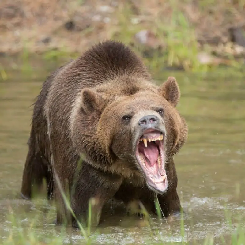 Grizzly bear teeth