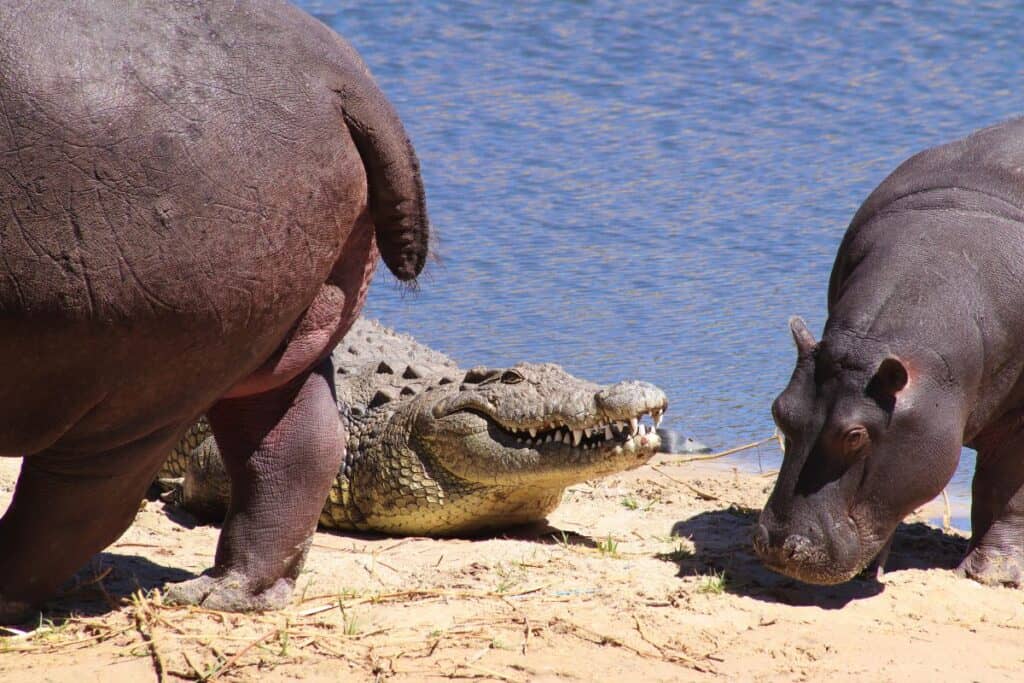 Hippo Vs Crocodile Similarities And Differences Leo Zoo