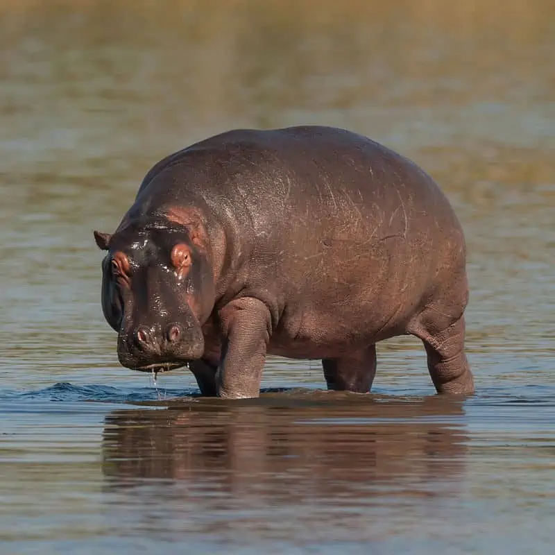 Hippopotamus coming out of the water
