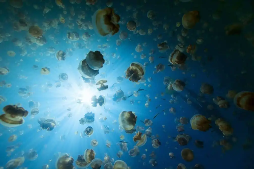 Jellyfish lake in Palau