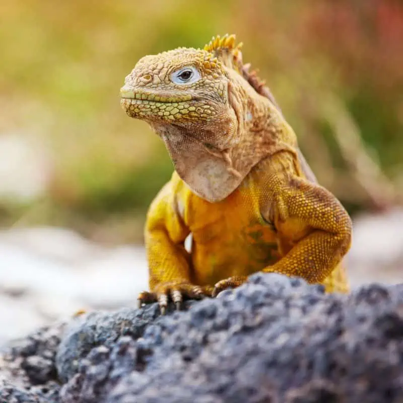 Land Iguana in Galapagos National Park