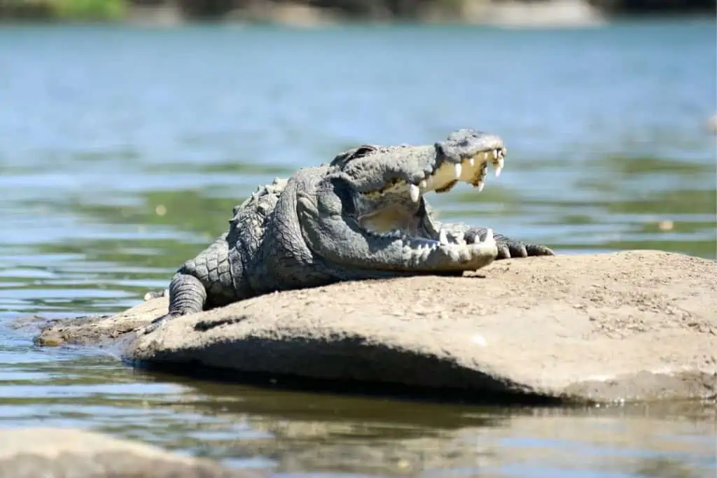 Mugger crocodile sunbathing