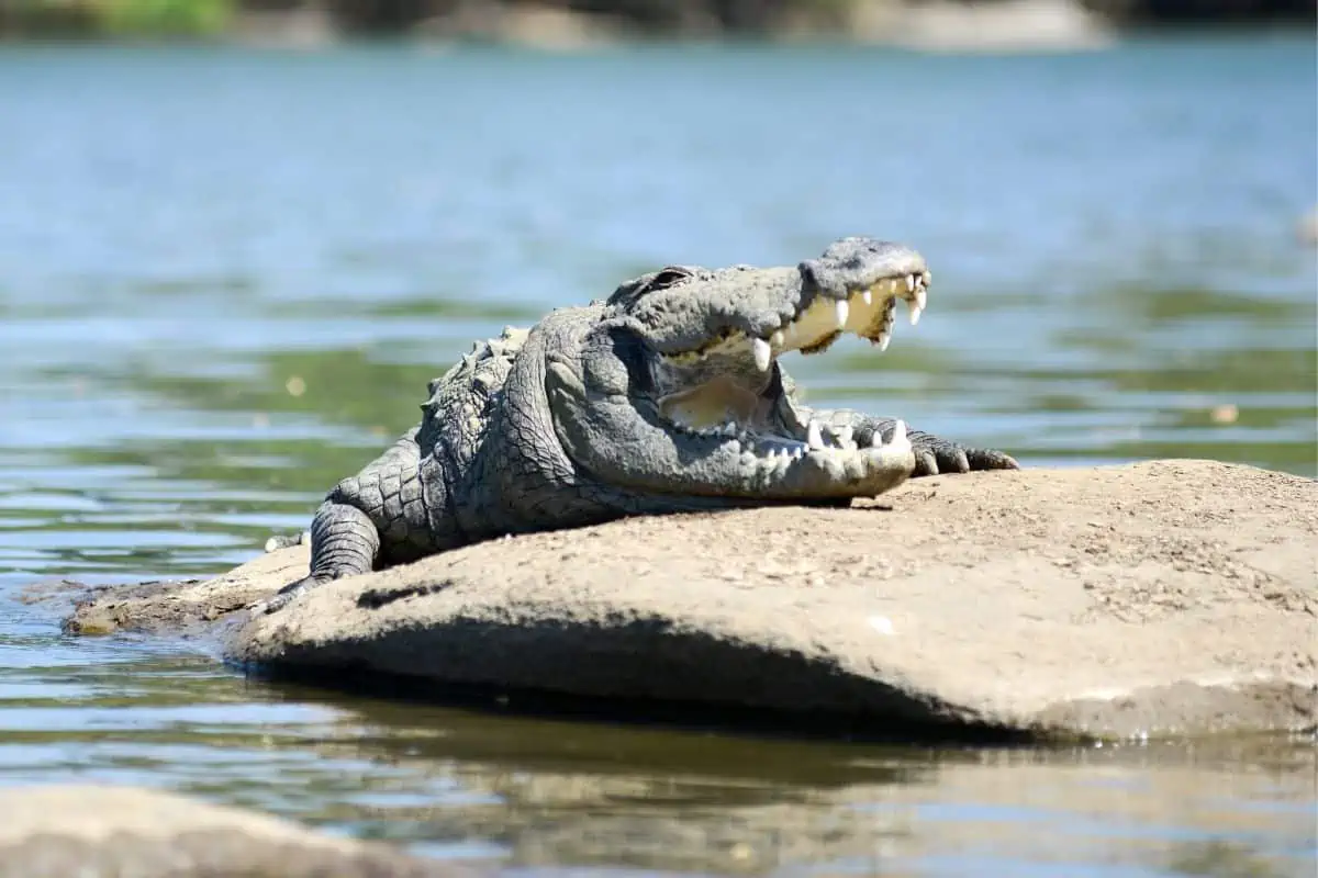 Are Crocodiles Endangered?