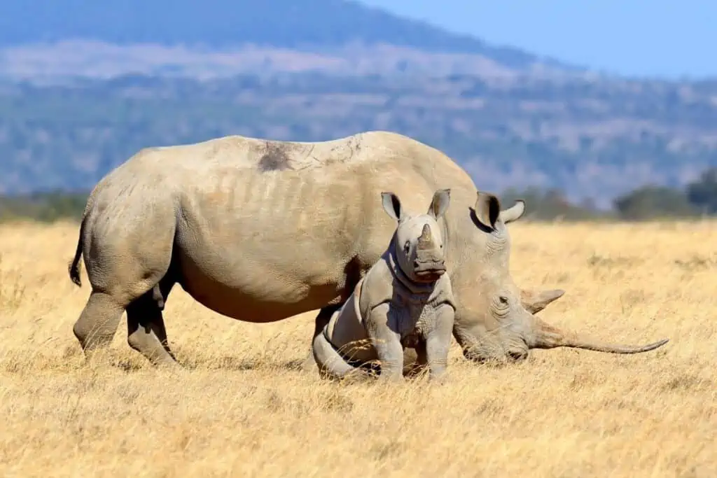 Old rhino with a baby rhino