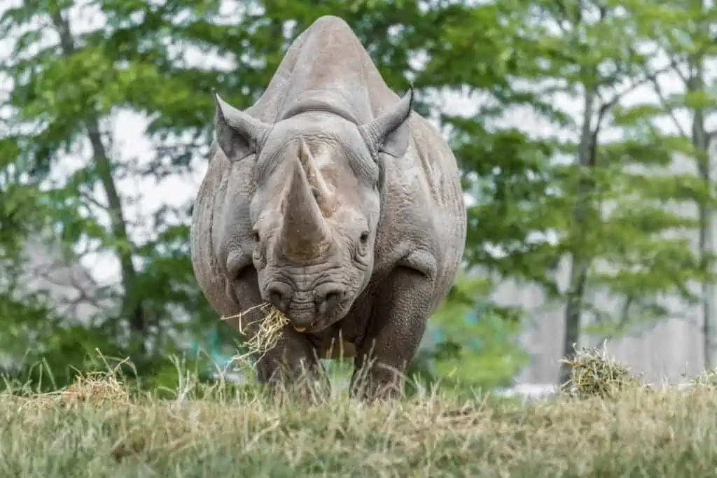 Rhino eating