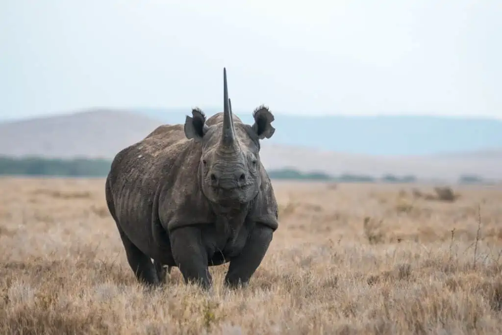 Rhino standing in the african savannah